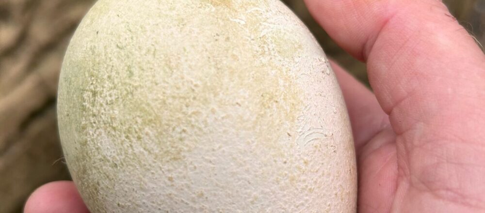 King Penguin Egg 1000x440 - First King Penguin Egg in Six Years Laid at Birdland