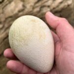 King Penguin Egg 150x150 - First King Penguin Egg in Six Years Laid at Birdland