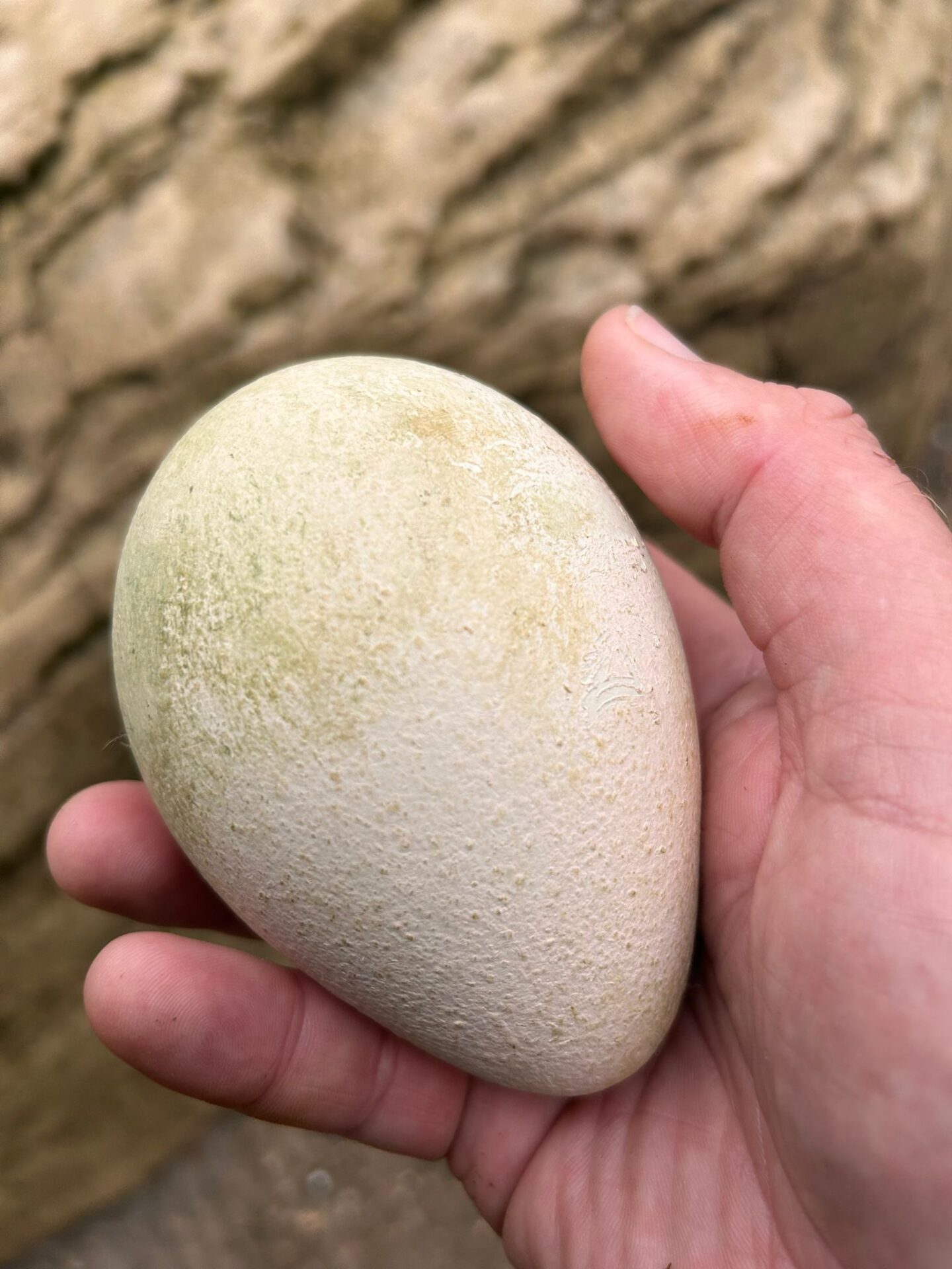 King Penguin Egg - First King Penguin Egg in Six Years Laid at Birdland