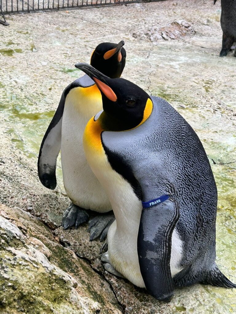 First King Penguin Egg in Six Years Laid at Birdland King Penguins Egg 768x1024 - First King Penguin Egg in Six Years Laid at Birdland