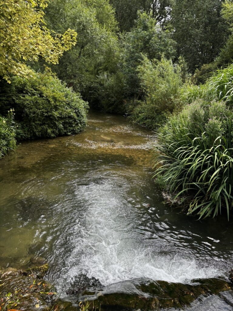Birdland and Waterlife Recovery Trust Partner to Protect River Wildlife Image 33 768x1024 - Birdland and Waterlife Recovery Trust Partner to Protect River Wildlife