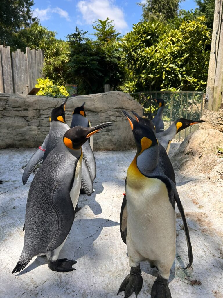 Birdland Welcomes Quartet of King Penguins from Europe WhatsApp Image 2026 07 14 at 17.30.49 2 768x1024 - Birdland Welcomes Quartet of King Penguins from Europe