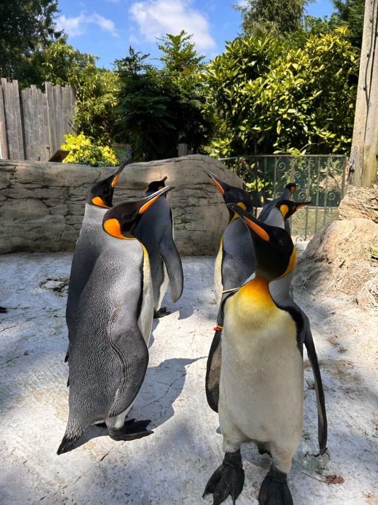 Birdland Welcomes Quartet of King Penguins from Europe WhatsApp Image 2026 07 14 at 17.30.49 768x1024 - Birdland Welcomes Quartet of King Penguins from Europe