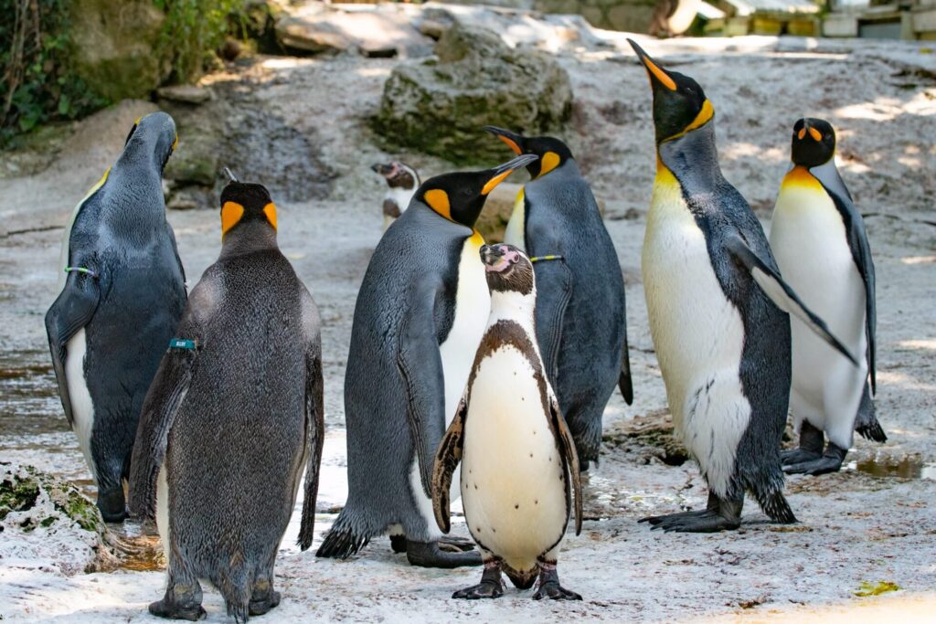 Birdland Welcomes Quartet of King Penguins from Europe WhatsApp Image 2026 07 14 at 17.34.48 1024x683 - Birdland Welcomes Quartet of King Penguins from Europe