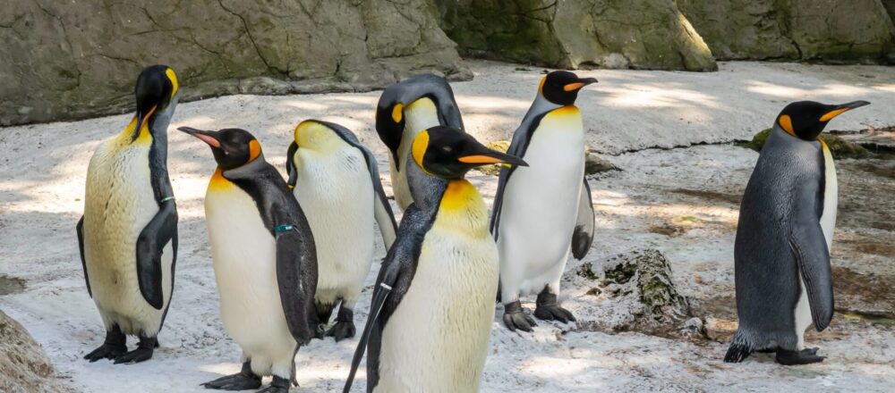 WhatsApp Image 2026 07 14 at 17.34.49 1000x440 - Birdland Welcomes Quartet of King Penguins from Europe