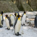 WhatsApp Image 2026 07 14 at 17.34.49 150x150 - Birdland Welcomes Quartet of King Penguins from Europe