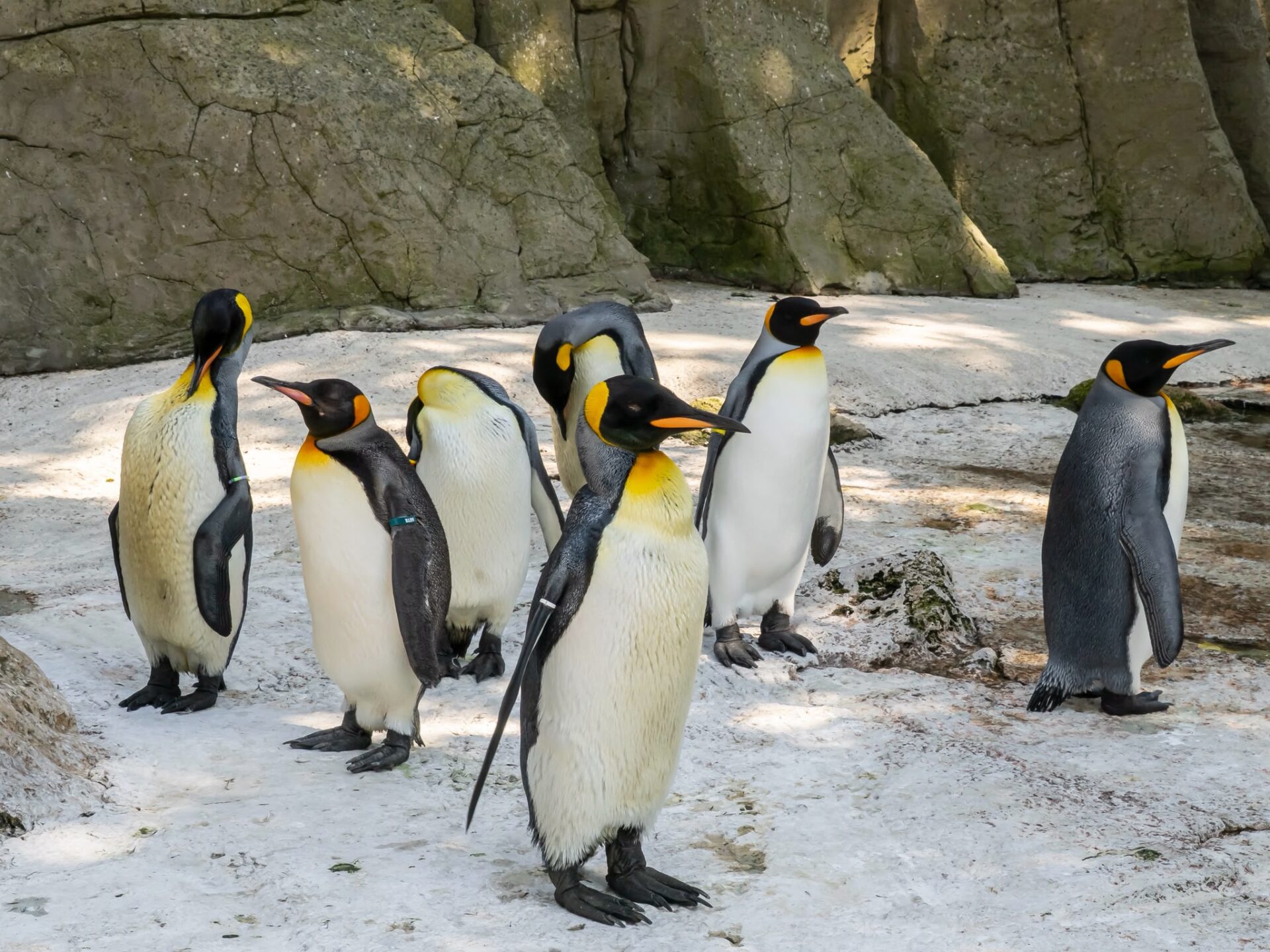 WhatsApp Image 2026 07 14 at 17.34.49 - Birdland Welcomes Quartet of King Penguins from Europe