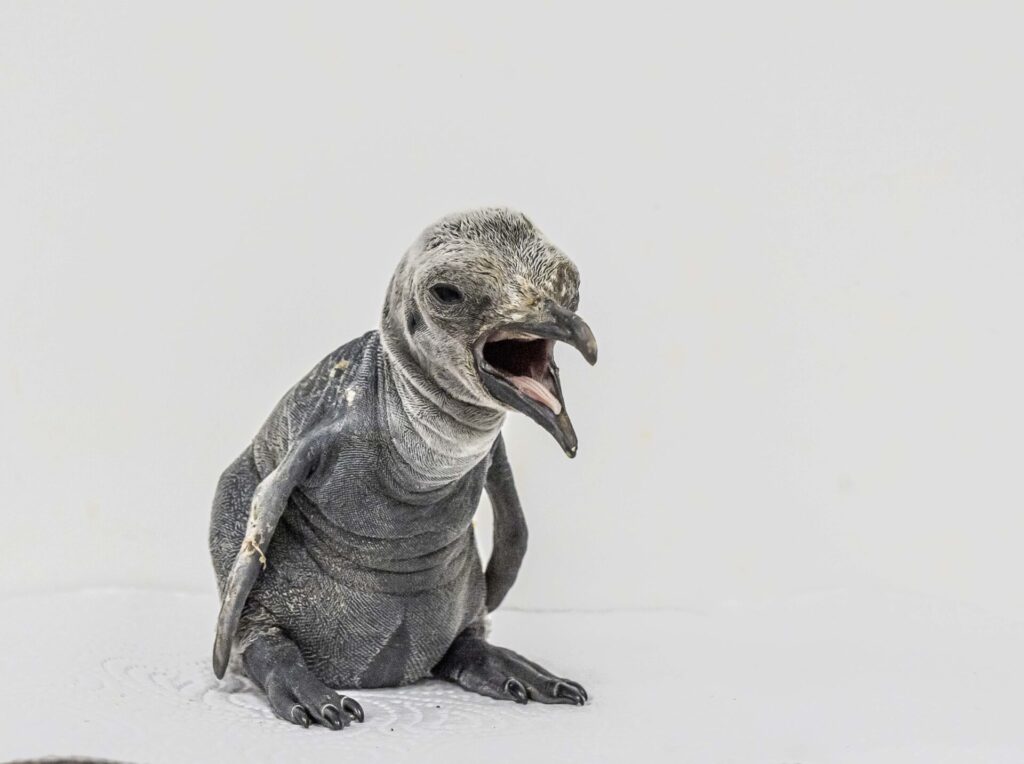King Penguin Chick 727596 1024x764 - Celebrations as First King Penguin Chick Hatches in UK for 12 Years