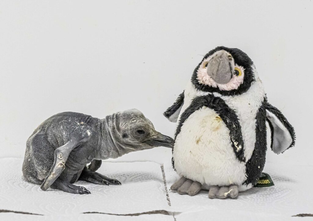 King Penguin Chick 727601 1024x723 - Celebrations as First King Penguin Chick Hatches in UK for 12 Years