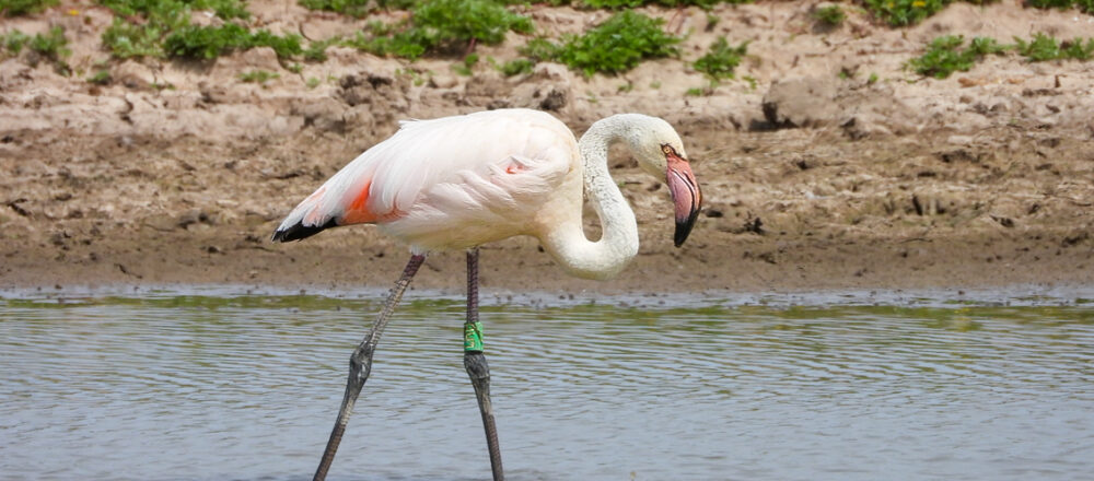 Photo credit Tanya Grigg 1000x440 - Greater Flamingo on the River Severn
