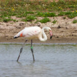 Photo credit Tanya Grigg 150x150 - Greater Flamingo on the River Severn