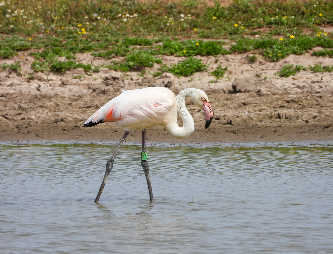 Photo credit Tanya Grigg - Greater Flamingo on the River Severn